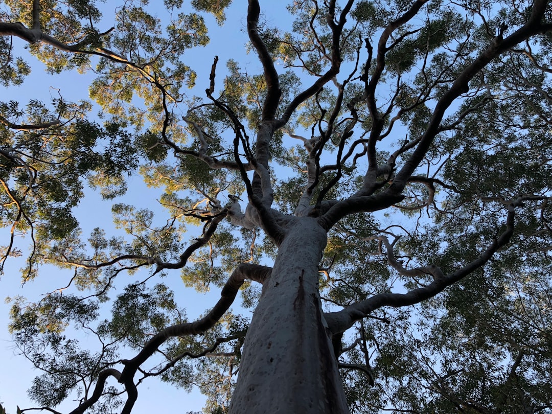 tree removal sydney in Sydney Tree Services